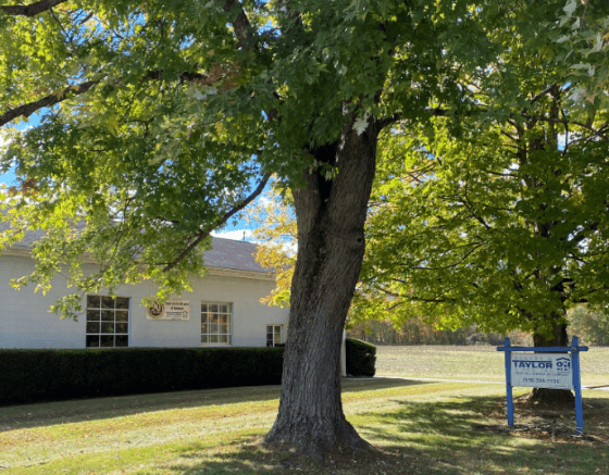 A large tree in the middle of a yard.